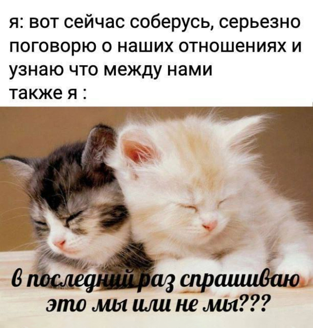 Мем «Мы или не мы» с котами, собаками, капибарами и другими животными используется как способ признаться в чувствах и начать разговор об отношениях. Источник: pikabu.ru