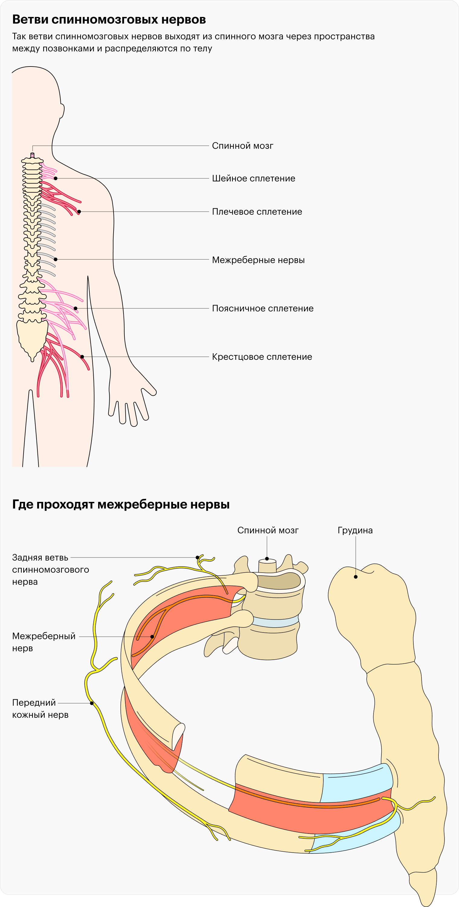 Анатомия межреберных нервов
