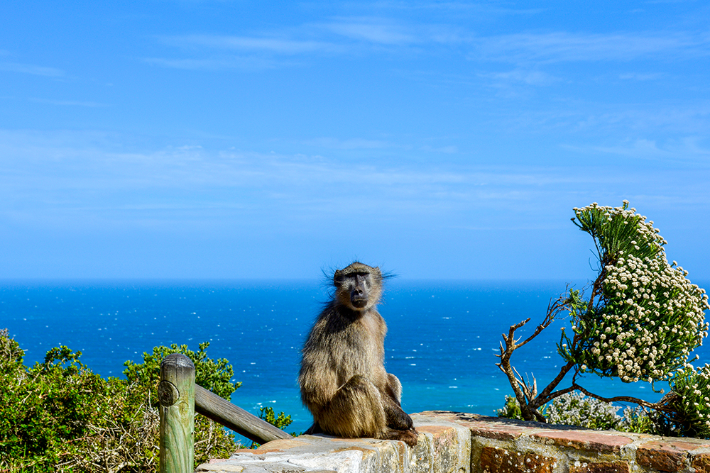 Вид на обезьянку и Атлантический океан