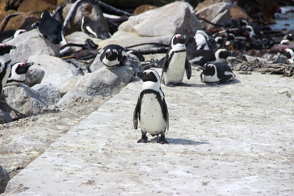 В Южной Африке можно встретить очаровательных очковых пингвинчиков. Они обитают на пляже Болдерс в пригороде Кейптауна