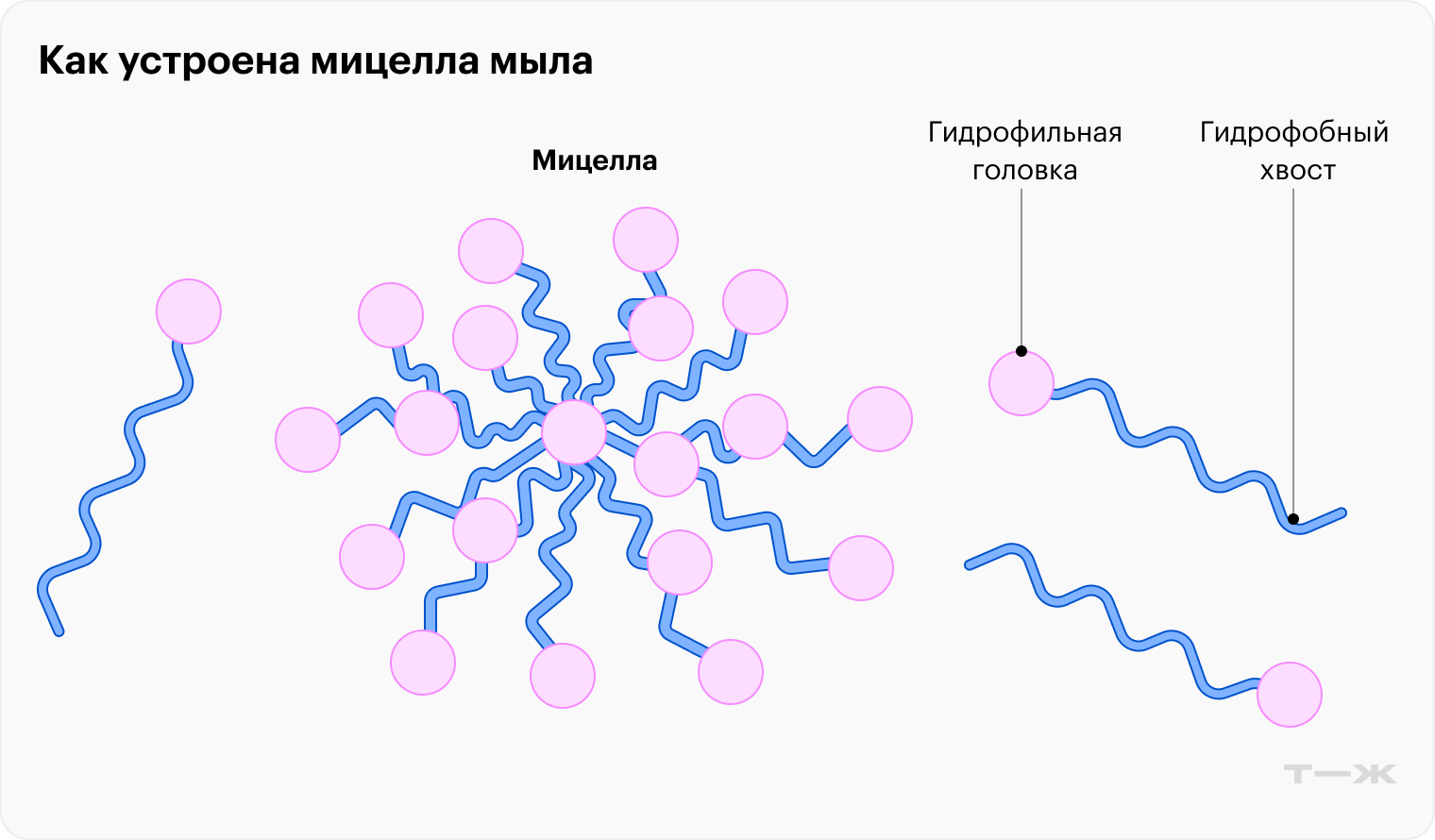 Молекулы поверхностно-активного вещества образуют мицеллы, гидрофильные головки которых направлены наружу, а гидрофобные хвосты — внутрь