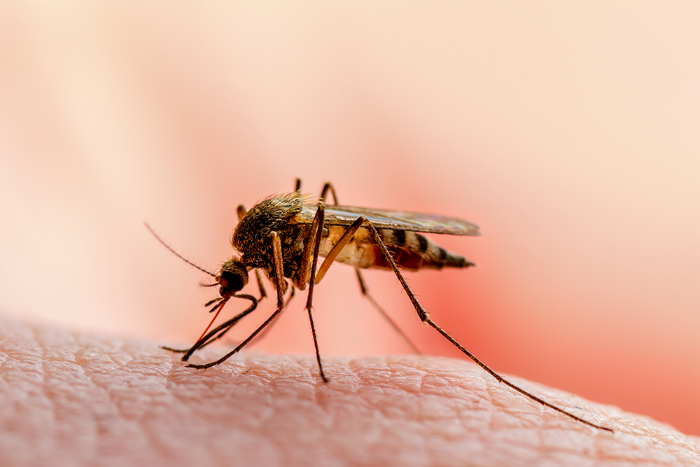 «Игла» комара на самом деле состоит из нескольких частей. При укусе комары вводят собственную слюну через одну трубочку, а забирают кровь через другую. То есть чужая кровь в организм укушенного не попадает. Также ВИЧ не размножается в организме насекомого — в отличие, например, от возбудителя малярии, который размножается в желудке комара, наполненном кровью заболевшего человека, а потом проникает в слюнные железы и со слюной попадает к другому человеку. Источник: nechaevkon / Shutterstock