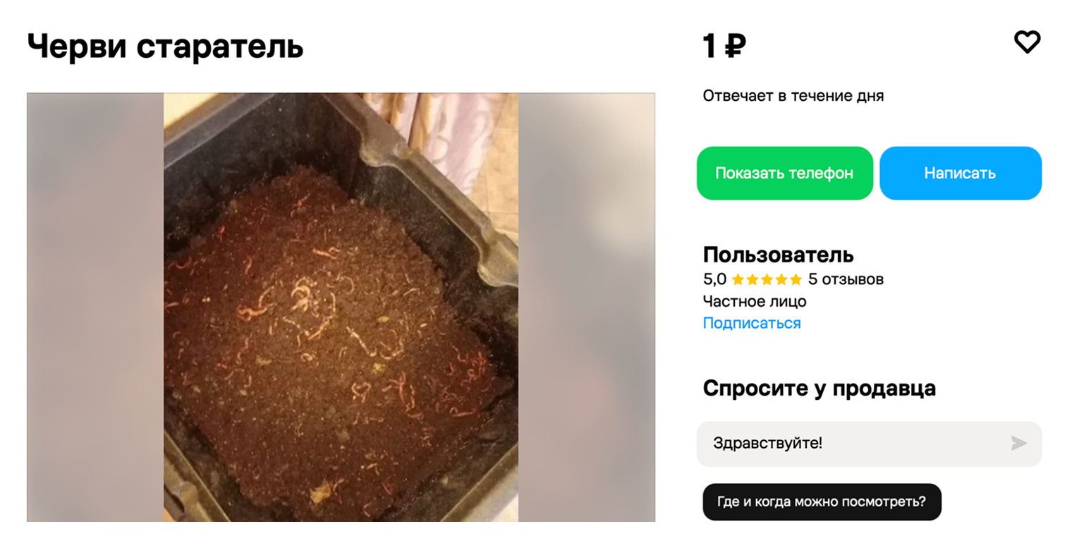 Можно купить сразу несколько сотен червей. © avito.ru