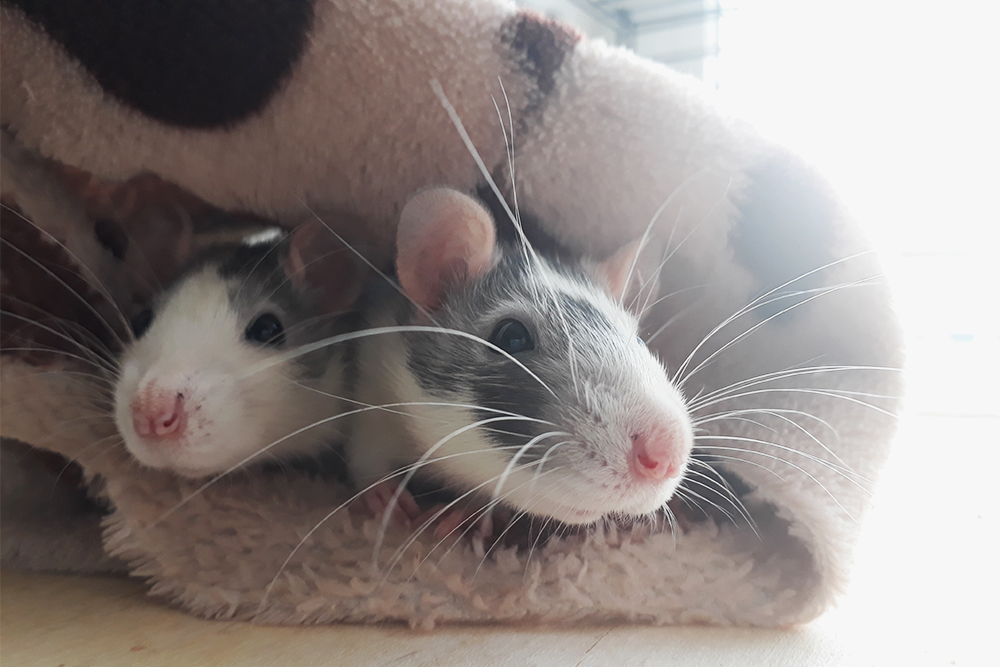Крысы Зюзя и Мося принадлежат сестренкам