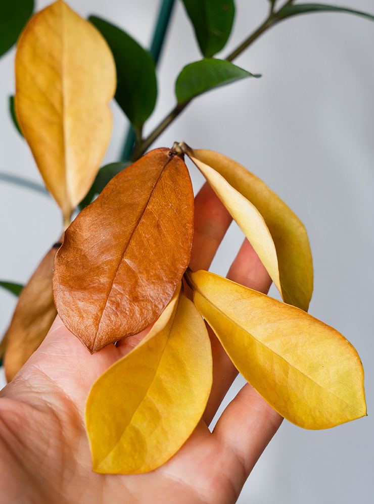 У этого растения острая нехватка азота — все листья желтые. Фотография: Yuliia Markova / Shutterstock / FOTODOM