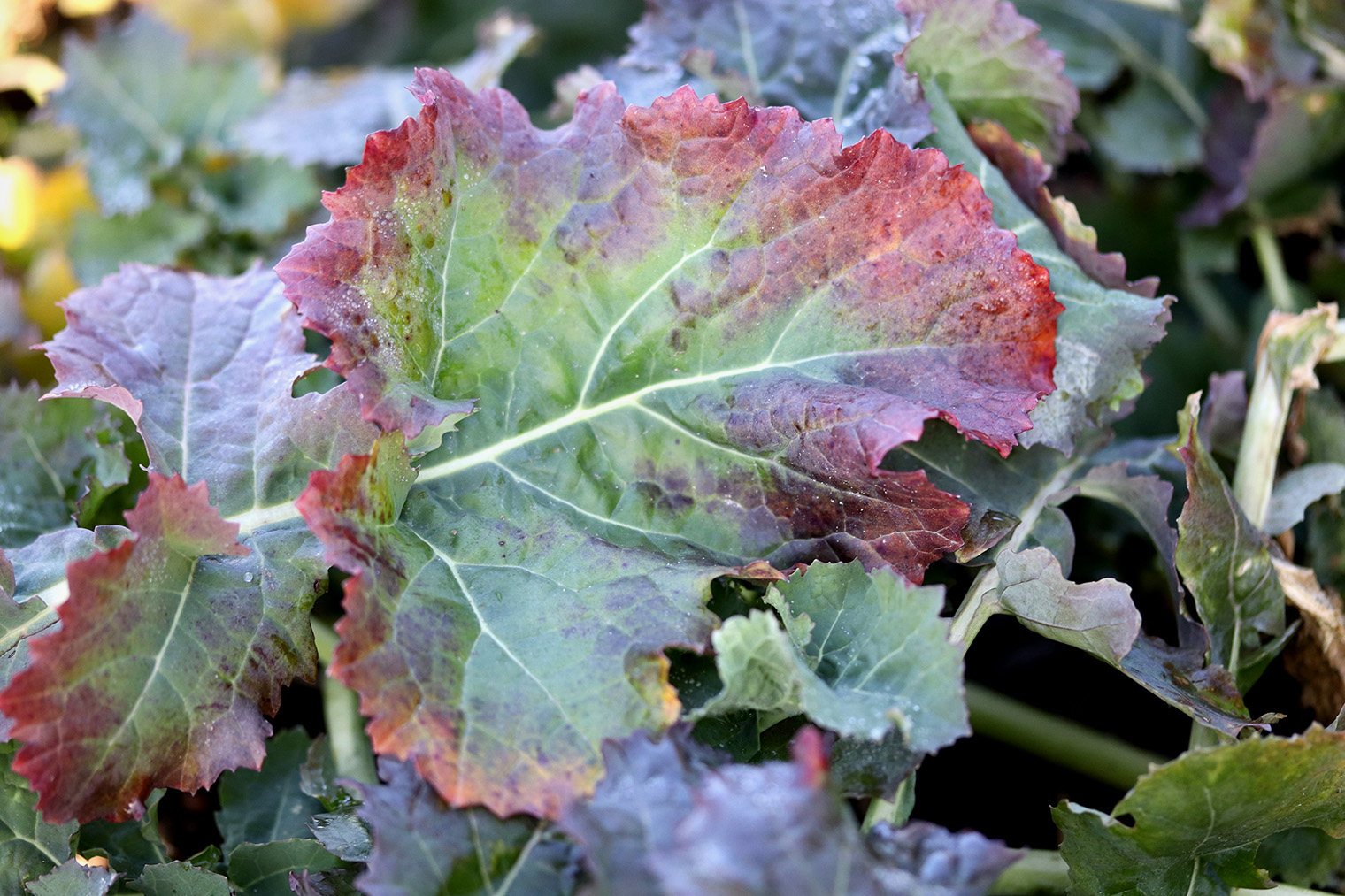 Такой цвет листвы говорит о недостатке фосфора. Фотография: aleori / Shutterstock / FOTODOM