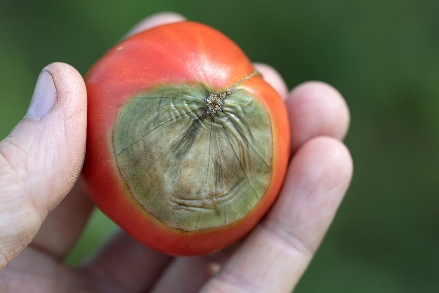 А это нехватка калия у помидоров. Фотография: Andrey Maximenko / iStock