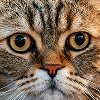 Обложка статьи