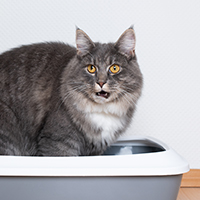 Обложка статьи