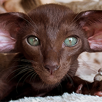 Обложка статьи