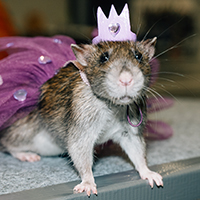 Обложка статьи