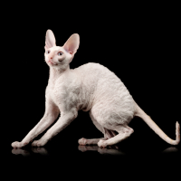 Обложка статьи