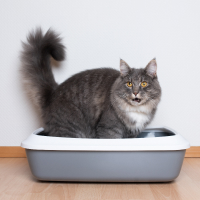 Обложка статьи