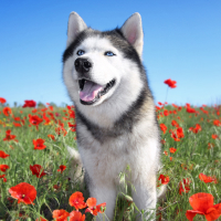 Обложка статьи