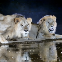 Обложка статьи