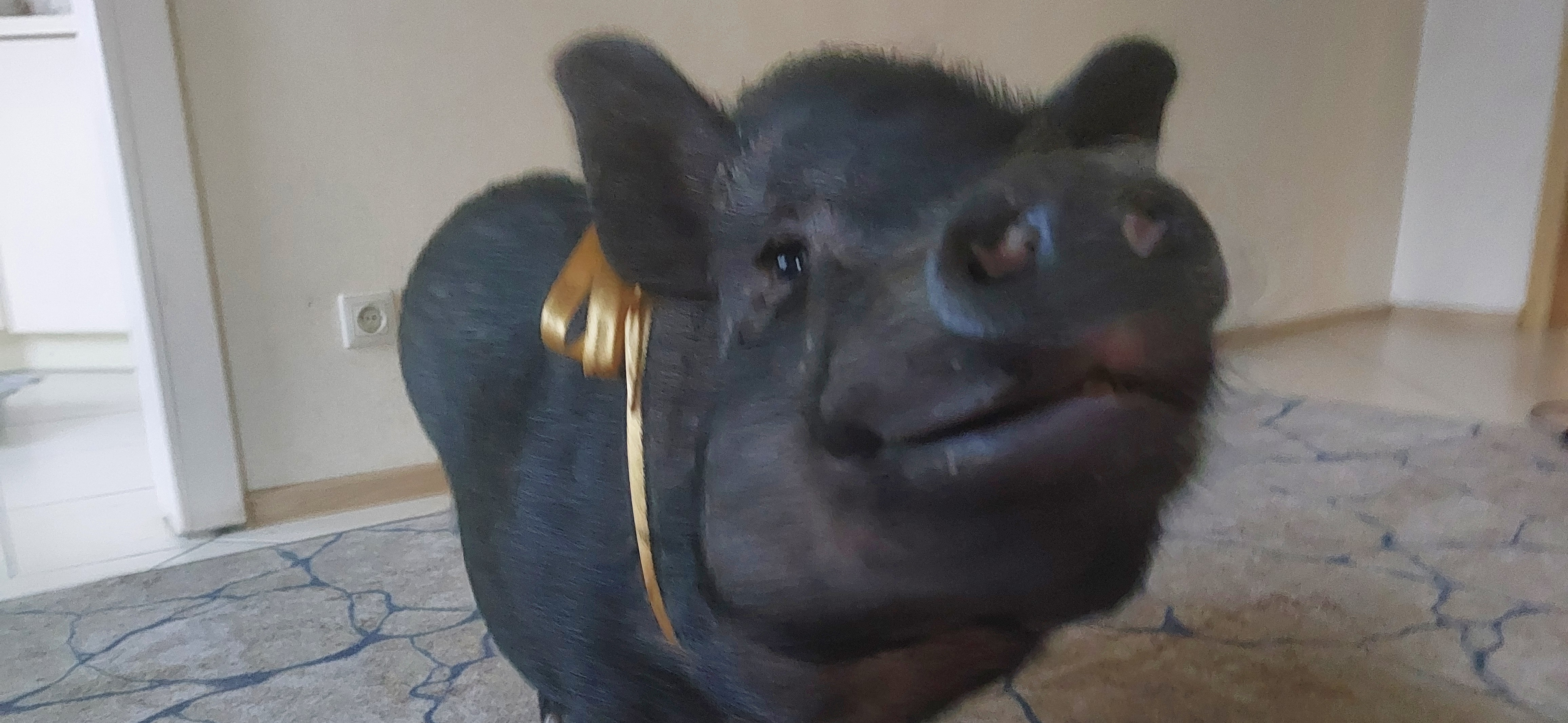 Фото питомца: минипиг Пифагор отмечает свой второй день рождения