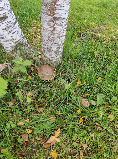 Так заросли приствольные круги под деревьями уже на завезенной почве. Вокруг берез начали расти подберезовики. Мне удалось собрать несколько ведер чистых крепких грибов