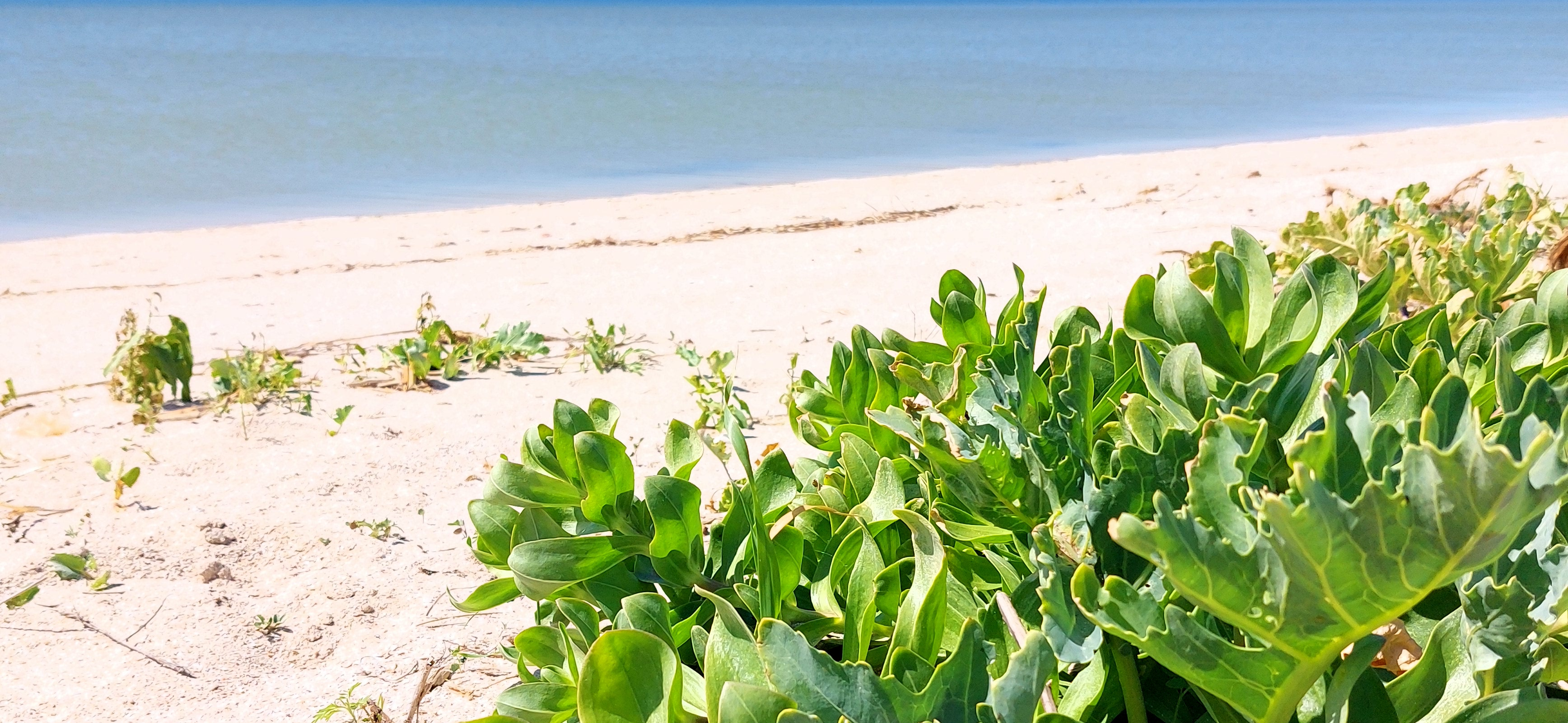 Сериал «Рипли» и годовой курс «Директор по закупкам»: мои итоги 2025 года