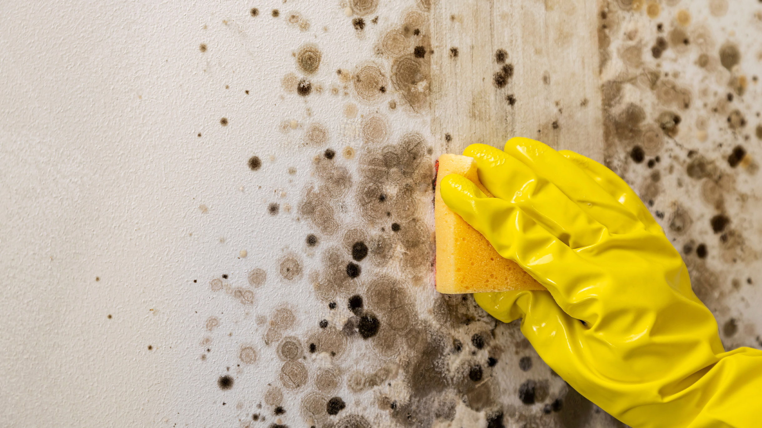 Как убрать плесень со стены в квартире раз и навсегда: 7 народных средств и эффективная химия
