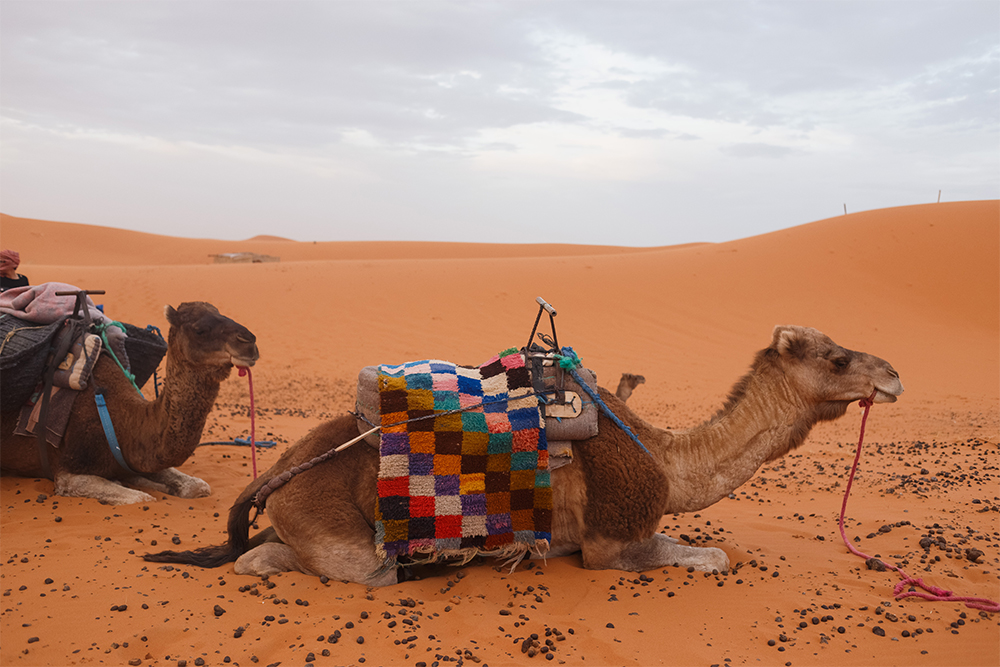 Берберы используют верблюдов как транспорт и туристический аттракцион. Еще они едят их мясо и пьют молоко