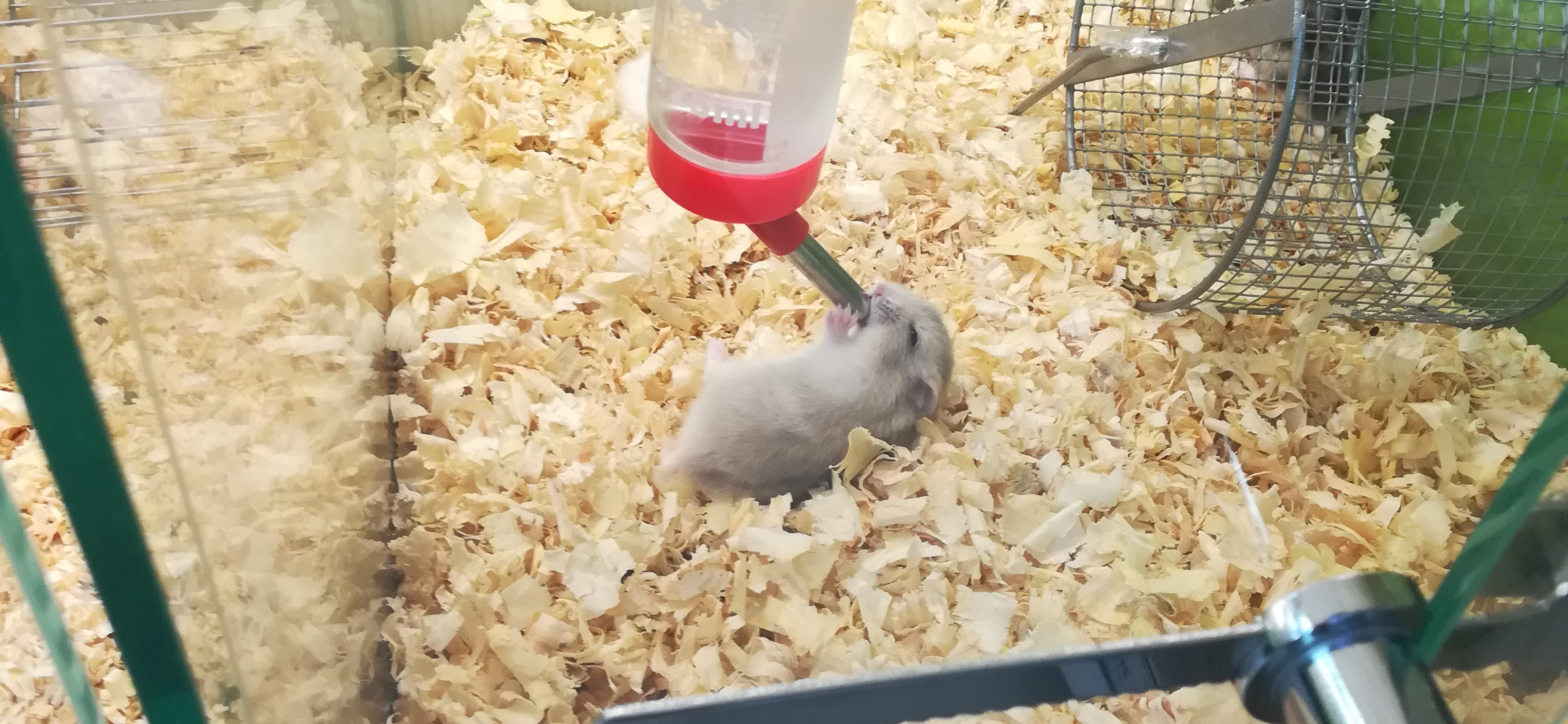 Фото питомца: мышонок Бася пьет водичку