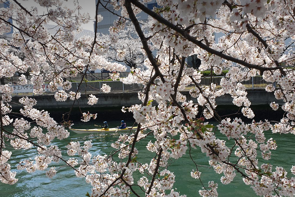 Если вы выйдете на улицу в сезон цветения сакуры, то обязательно дойдете до парка, реки или просто улицы с красивыми деревьями. Это фото сделано в Токио в районе Мэгуро