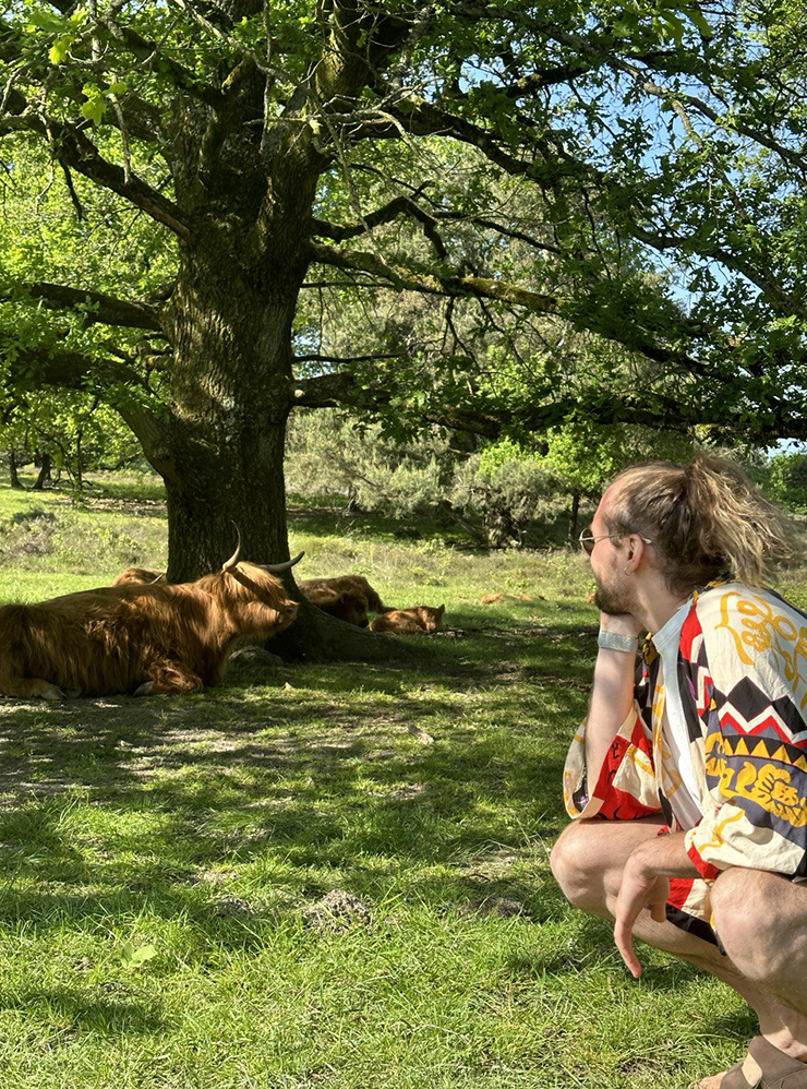 В нидерландском парке часто можно встретить таких меховых коров