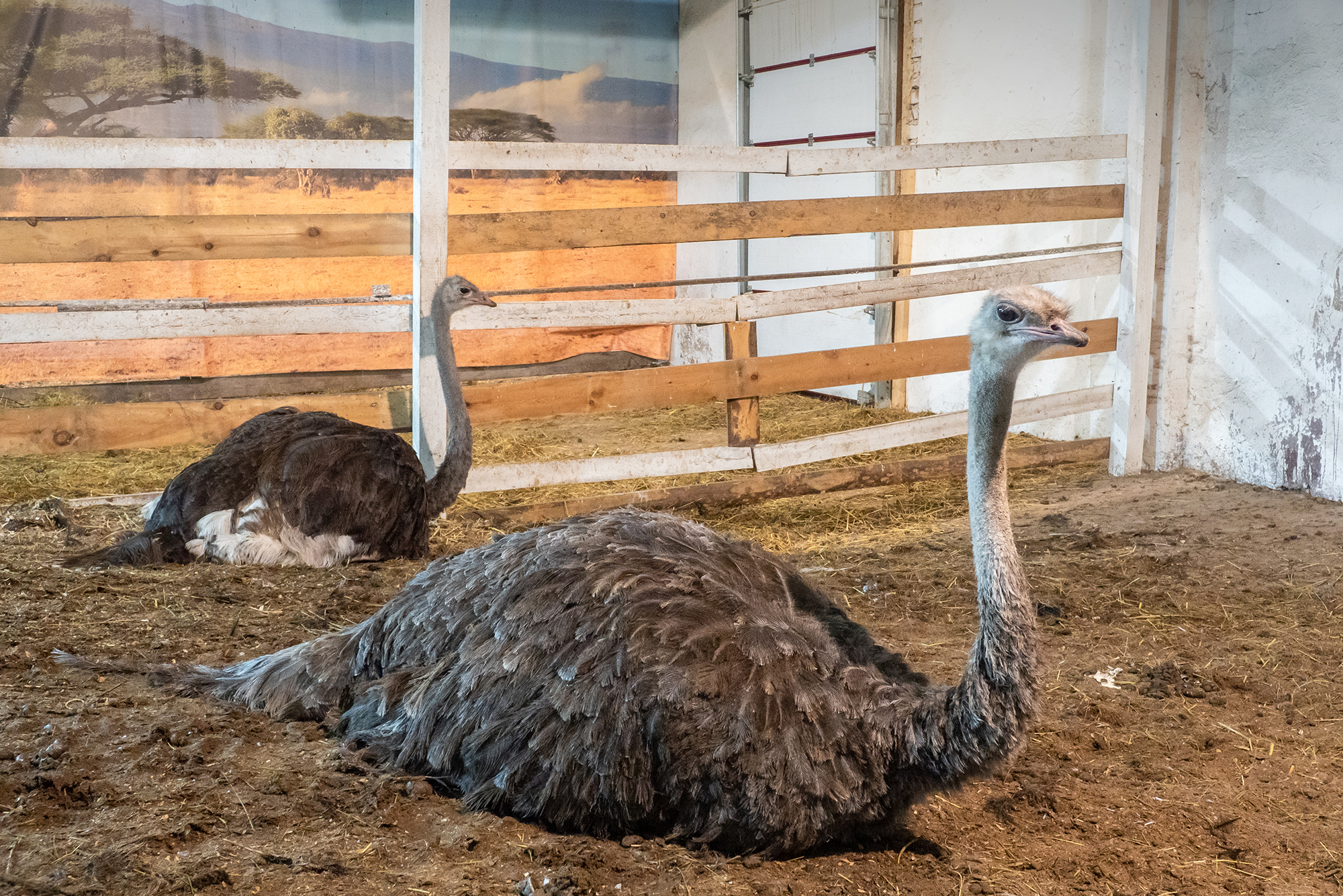 Я была на ферме дважды. Во второй раз страусы находились в помещении: как мне объяснили, был гололед и птицы могли повредить ноги