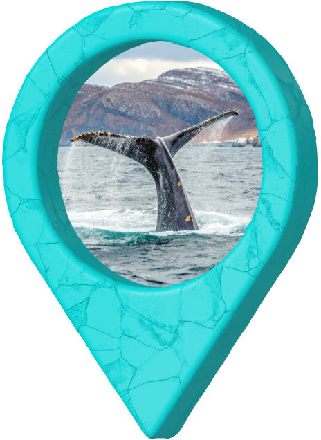 Увидеть китов и сходить в поход: почему стоит посетить Териберку