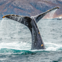 Обложка статьи
