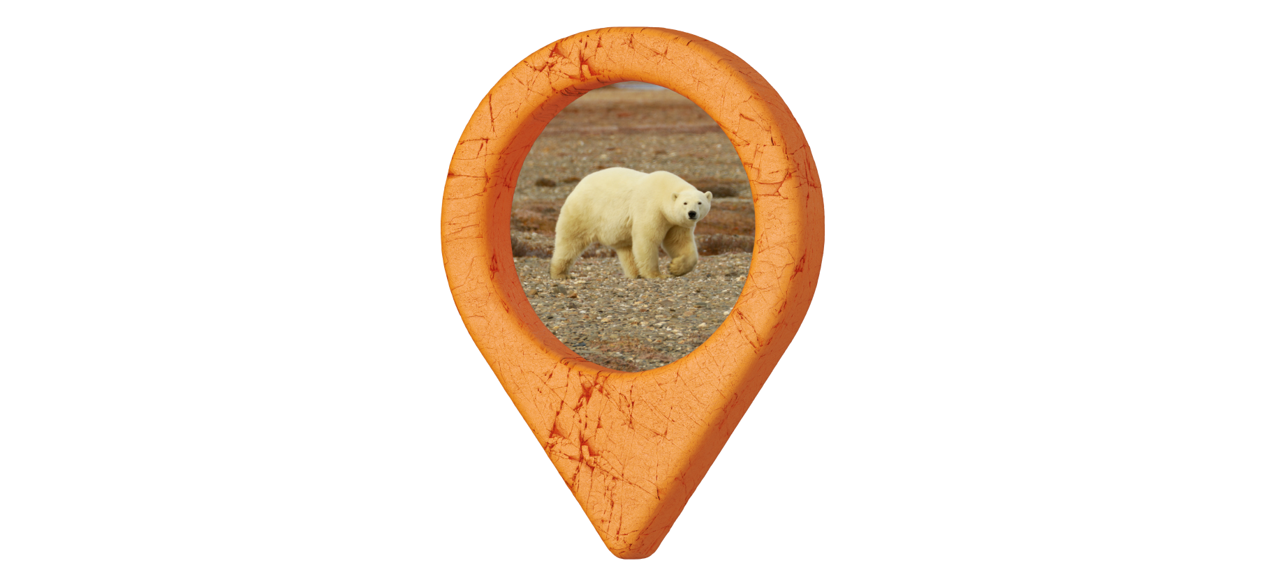«Из-под колес выскочил медведь»: почему стоит съездить на Чукотку и остров Врангеля