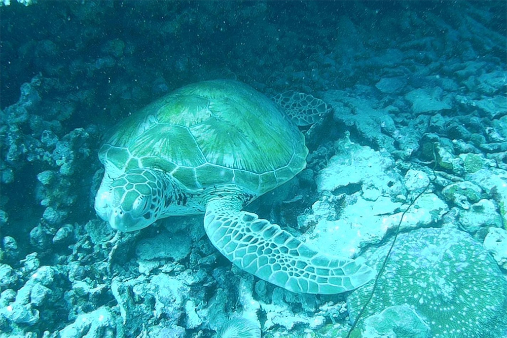 На глубине 15 метров живут огромные черепахи