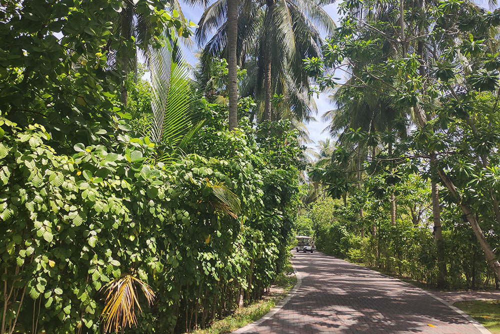 На Мальдивах буйная тропическая растительность, но в ней никто не прячется
