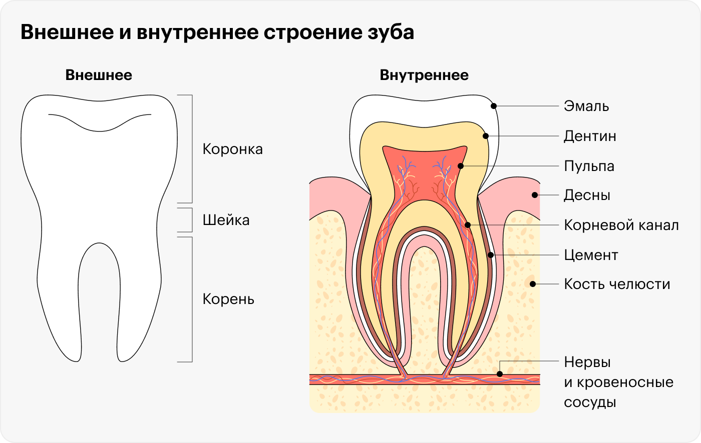 Зуб — сложный орган, в котором есть как живые, так и неживые части