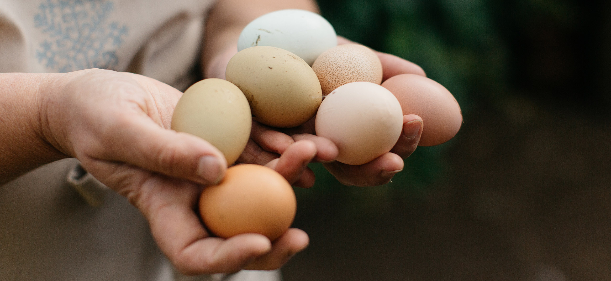 «Коричневые полезнее белых» и еще 6 мифов о яйцах