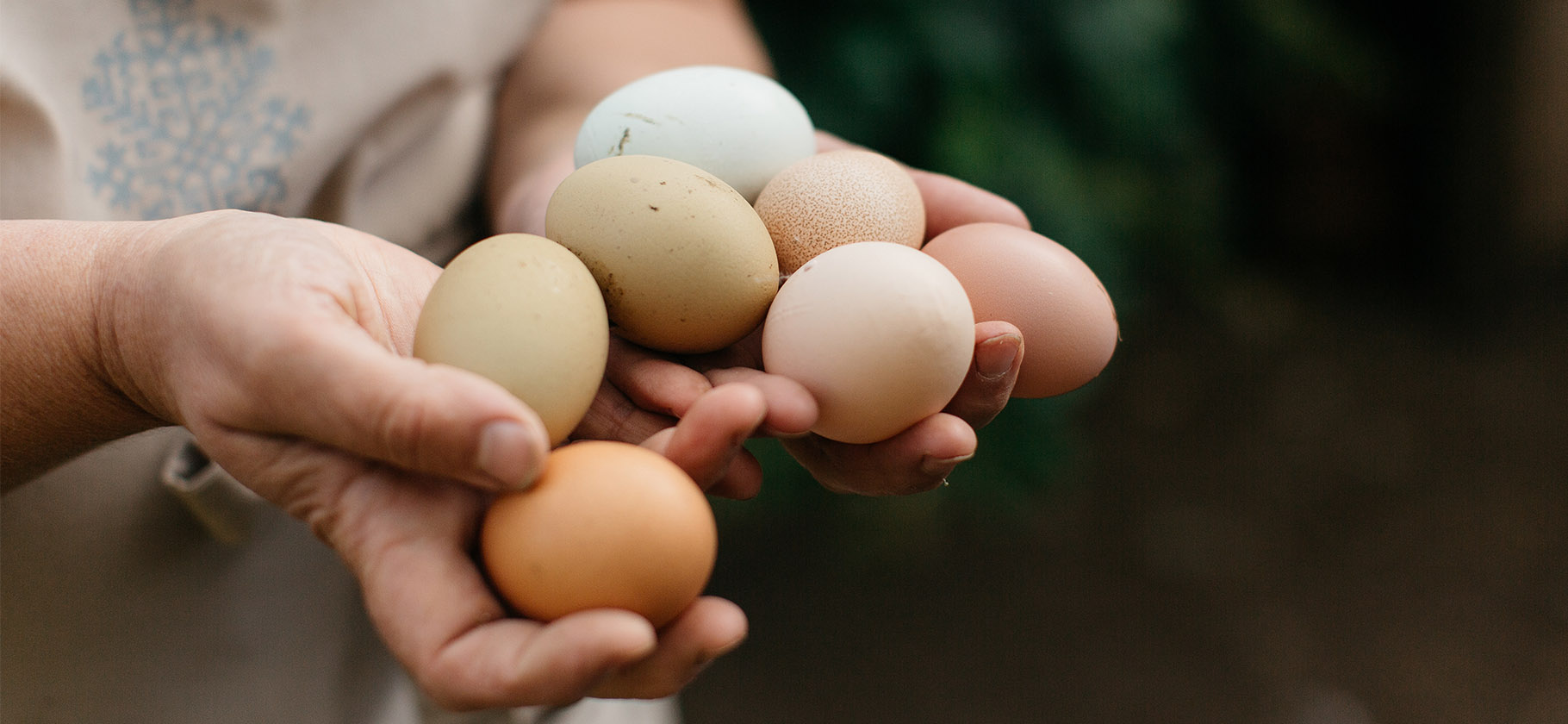 «Коричневые полезнее белых» и еще 7 мифов о яйцах