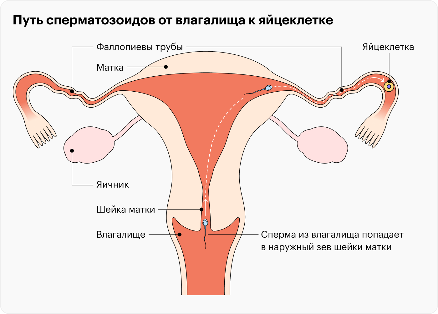 Срок жизни сперматозоида