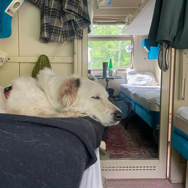 В купе Абу в основном спал на полу — там большой собаке удобнее и прохладнее. Но иногда забирался ко мне пообниматься