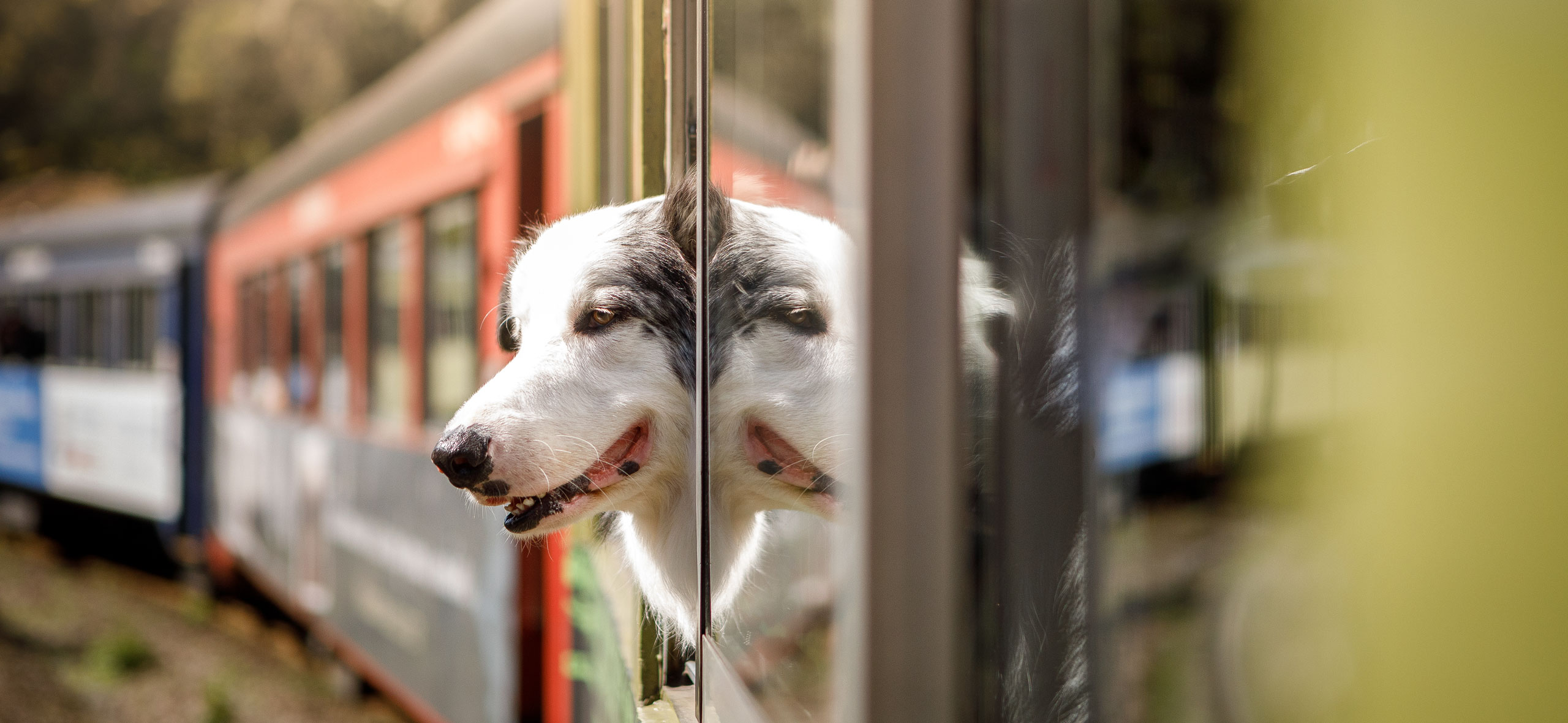 Как путешествовать с собакой на поезде по России