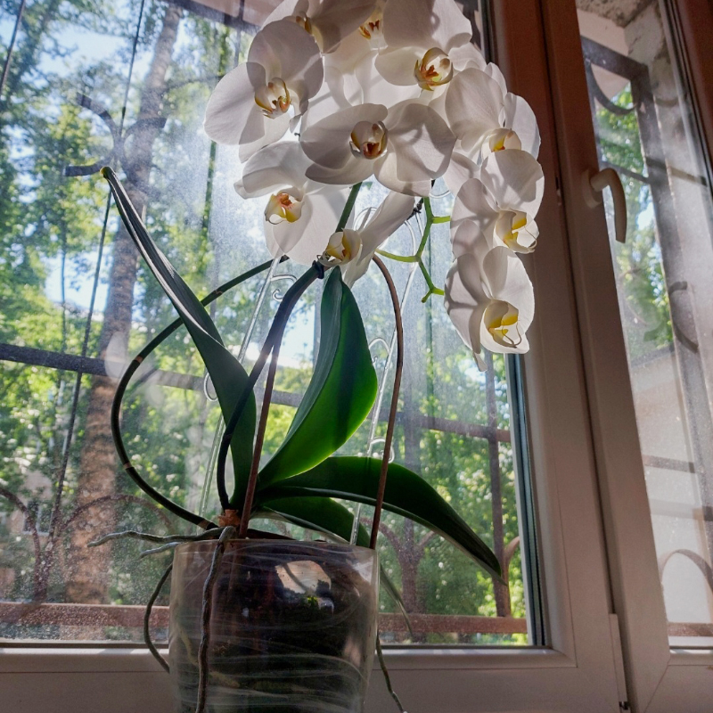 Этой орхидейке восемь лет, и в этом году она побила все свои рекорды по количеству цветков