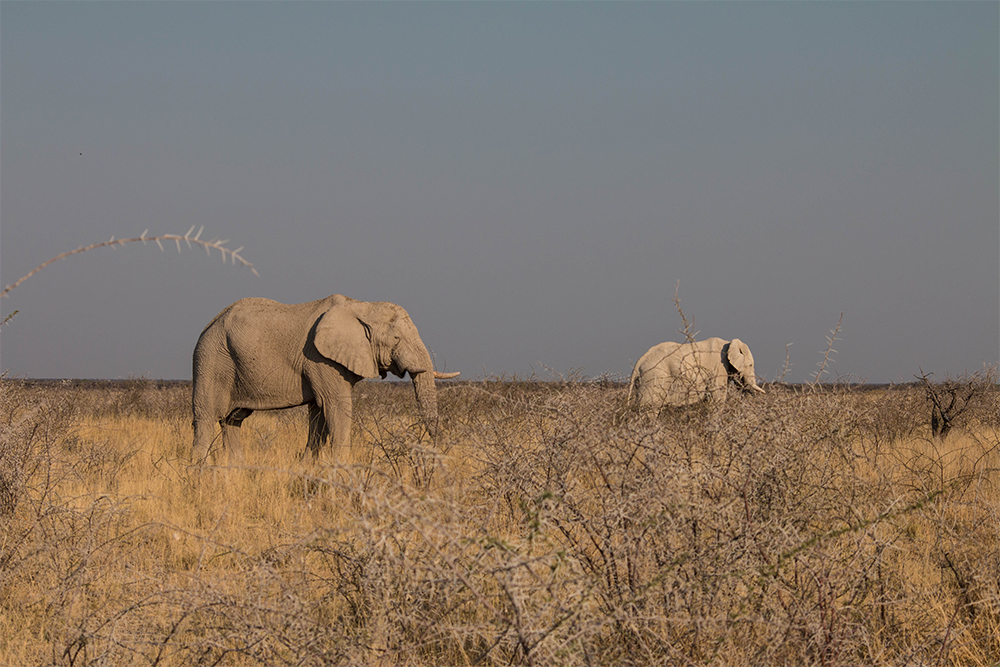 В Намибию едут, чтобы посмотреть на животных. В стране находится один из первых в мире национальных парков «Этоша», где обитает четыре вида животных из большой пятерки: слоны, носороги, львы и леопарды. В парке нет только буйволов, зато есть больше 140 видов других млекопитающих и 300 видов птиц