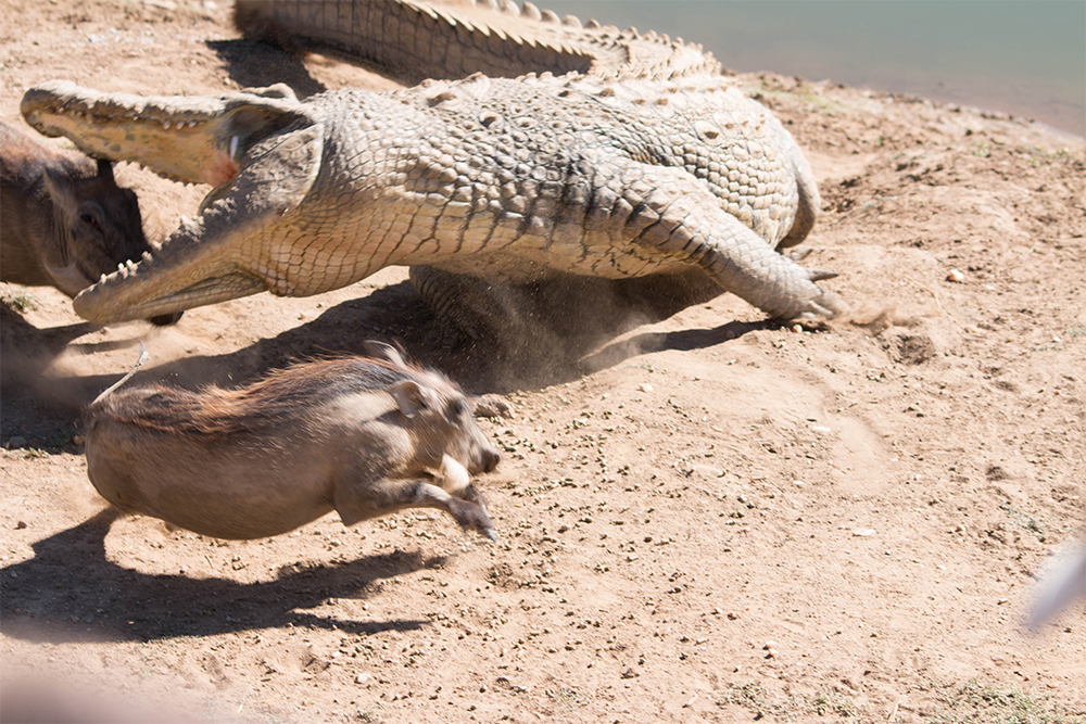 Обычно крокодилы лежат без движения и ждут, когда зазевавшиеся бородавочники подойдут близко. Потом хватают их и быстро утаскивают в озеро. «Пумбу» хотя и жалко, но эмоции зашкаливают. Нам очень повезло увидеть эту охоту: обычно такой добычи крокодилу хватает на несколько недель