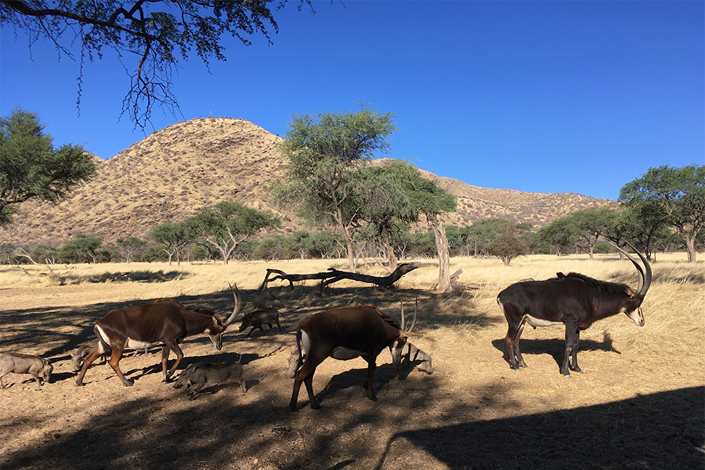В Намибии мы часто встречали антилоп ориксов