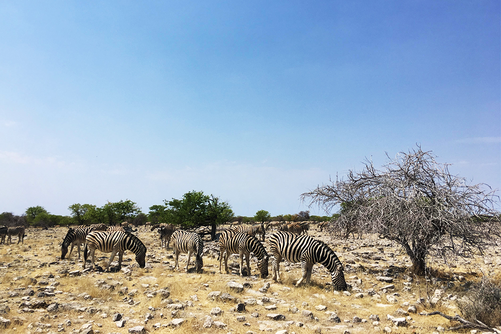В «Этоше» много зебр и антилоп. Обычно они перемещаются группами