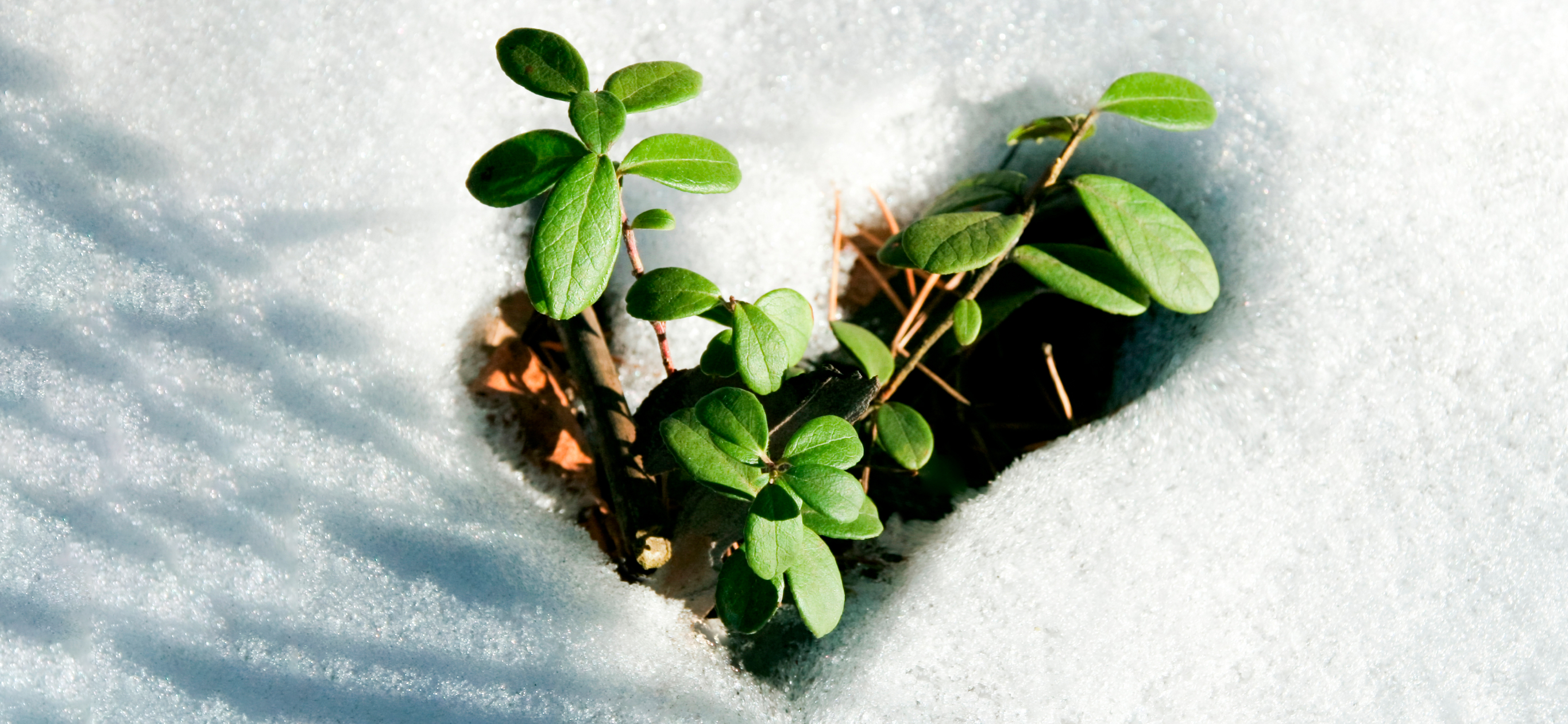 Как защитить растения на даче от холода: 7 рабочих способов, если ожи­даются заморозки