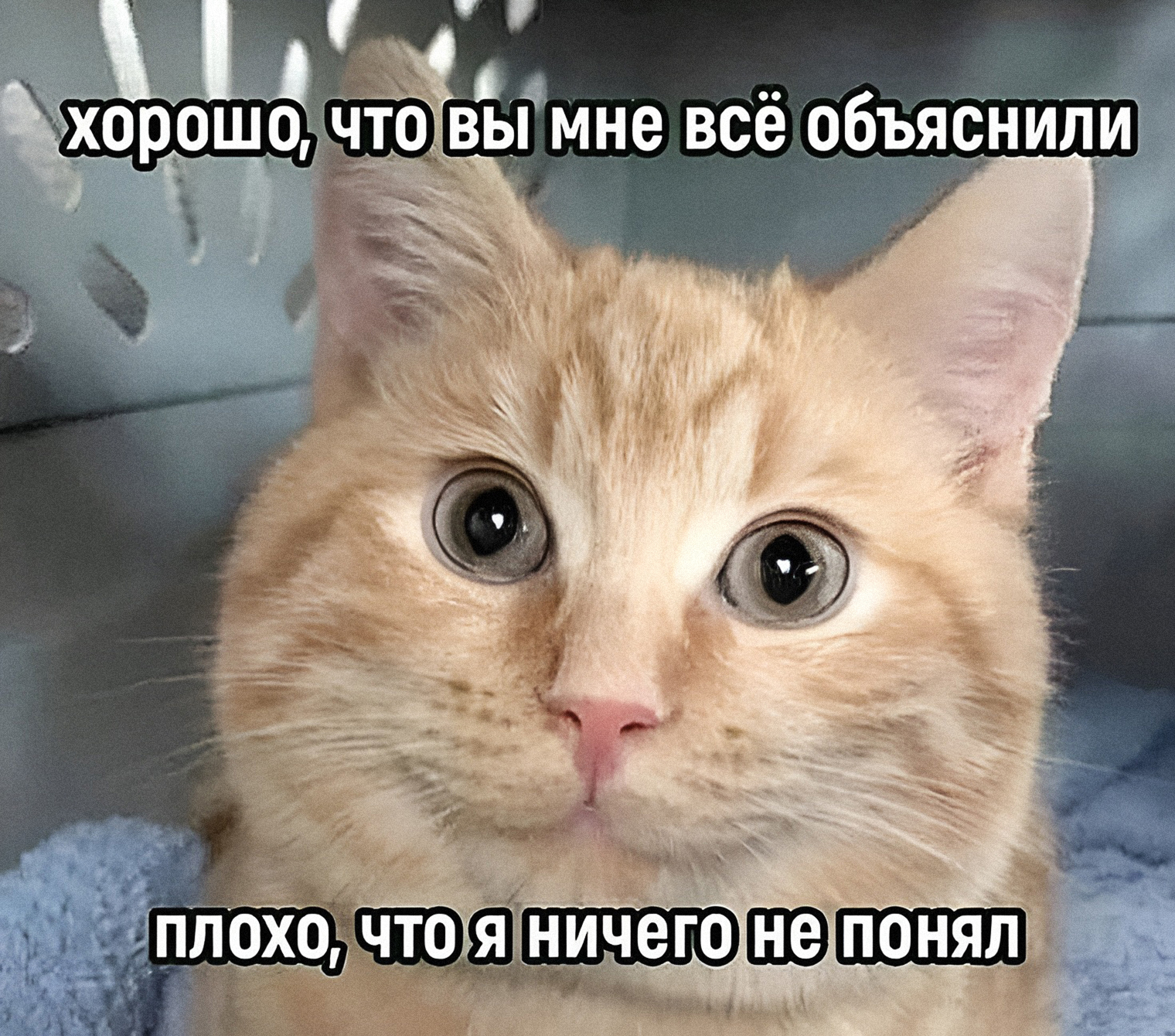 Вот так я вижу людей, которым пытаюсь что-то объяснить про особенности медицины в России