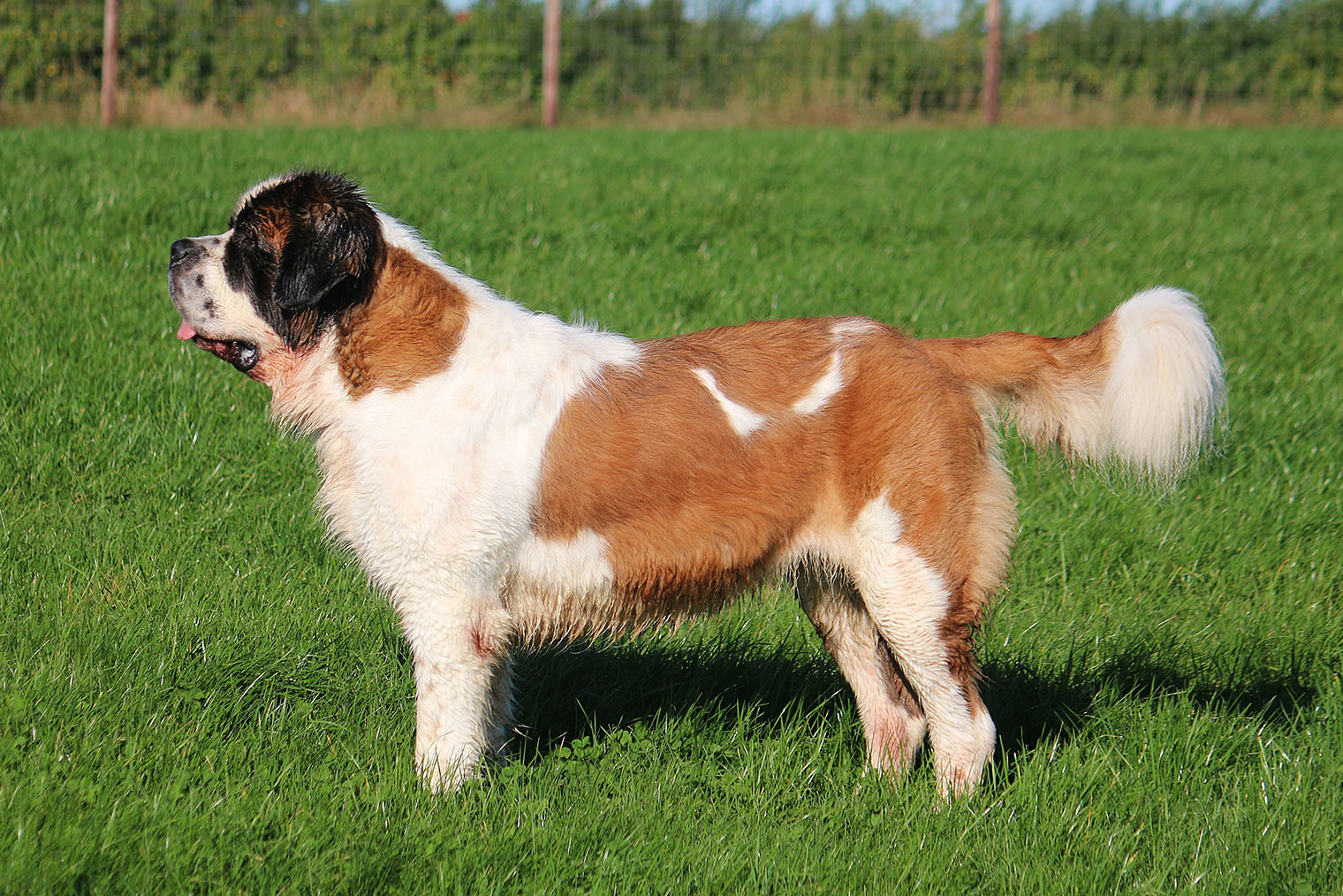 Сенбернары бывают длинношерстными и короткошерстными. © BiancaGrueneberg / iStock