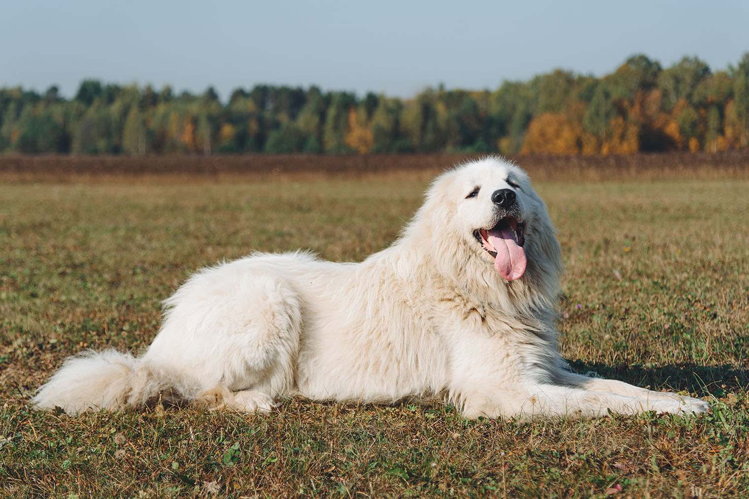 Внешность пиренейской собаки более утонченная, чем у других гигантов. © Anton Pentegov / iStock