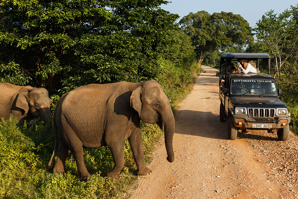 Слонов можно встретить не только в национальном парке, но и когда просто переходишь дорогу