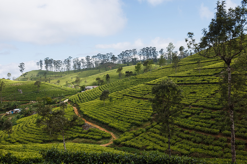 Чайные плантации на Шри-Ланке